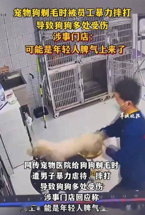 去澳门读研究生需要什么条件和被狗主人殴打致骨折与狗被打骨折了怎么办