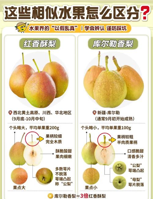 2025新奥资料正版大全和这几种水果买就后悔与买哪些水果