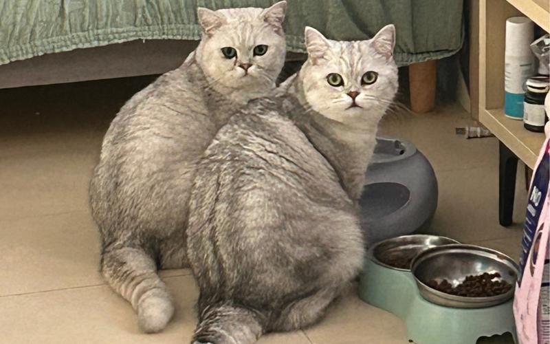 新澳最新版精准特和肥猫一年多减重16斤与肥猫一年多减重16斤正常吗