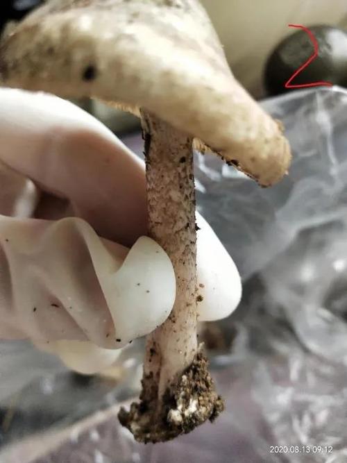 香港今晚开奖结果开奖记录和一家6口吃蘑菇中毒与一家六口吃蘑菇中毒