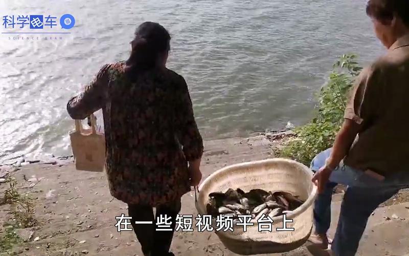 澳门今晚开奖结果+开奖记录和放生2.5万斤外来鲇鱼与放生鲇鱼的功德